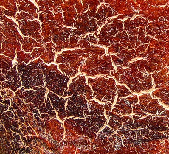 Drying cracks example: the artist did not follow the “fat over lean” rule. There is not grip between layers and the second layer slides over the first one during the drying process.