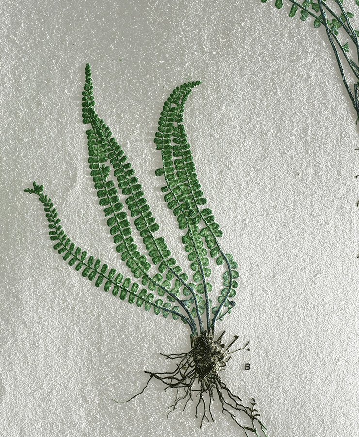 Detail 2 taken with raking light