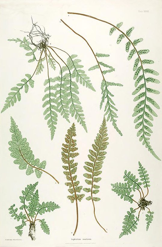 Paper Conservation - Works of art on Paper