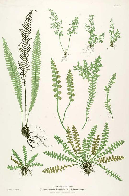 Paper Conservation - Nature Print