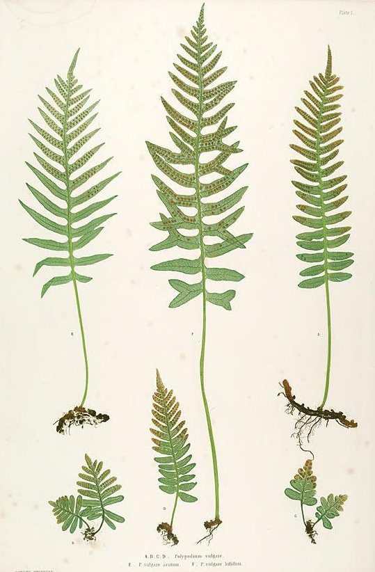 Paper Conservation - Prints and Documents