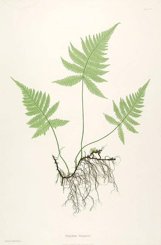 Art Conservation-Restoration