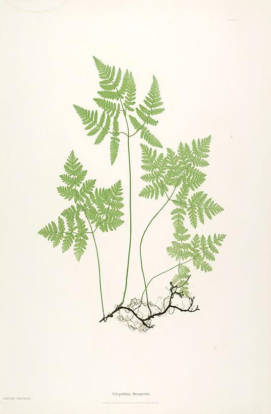 Paper Conservation - Nature prints