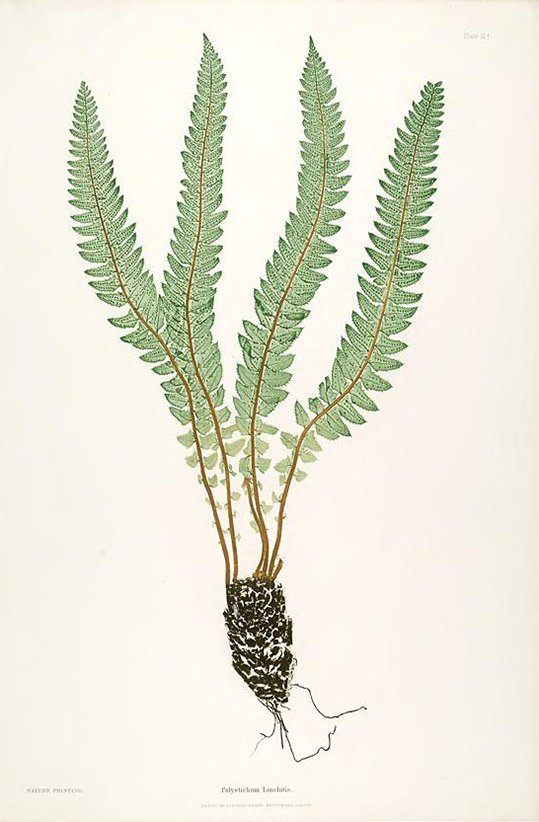 Paper Conservation - Nature prints