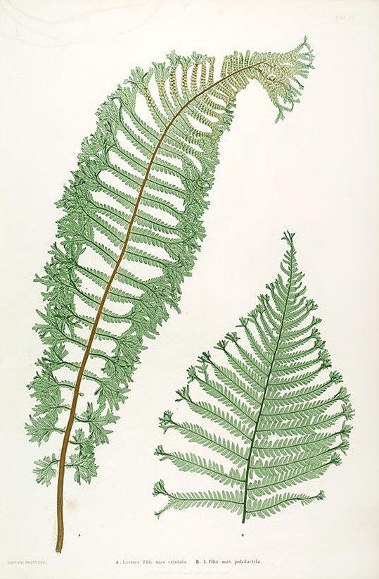 Paper Conservation -