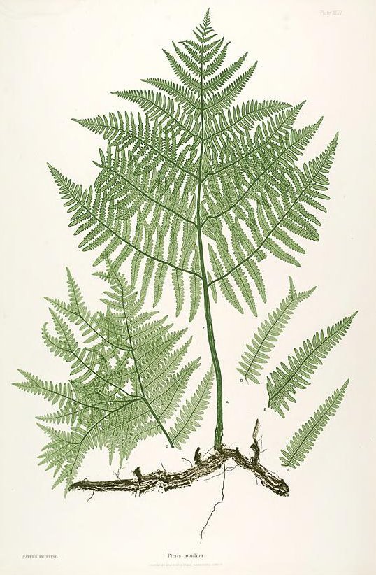 Paper Conservation -