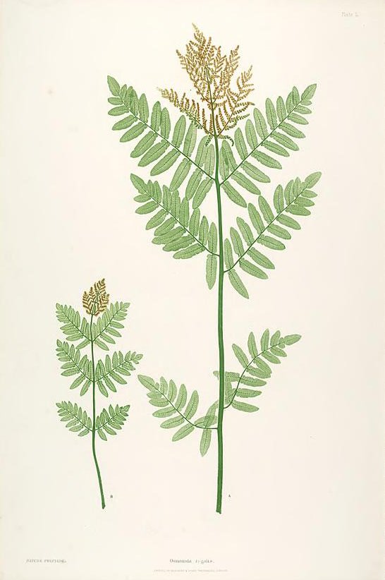 Paper Conservation -