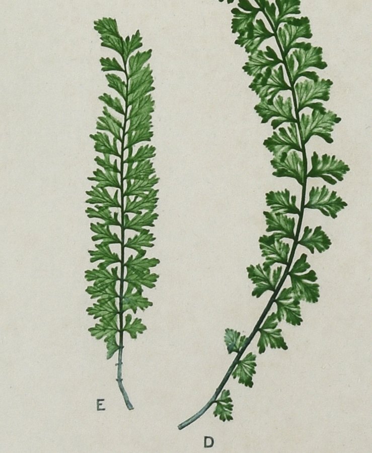 Paper Conservation - Detail 1