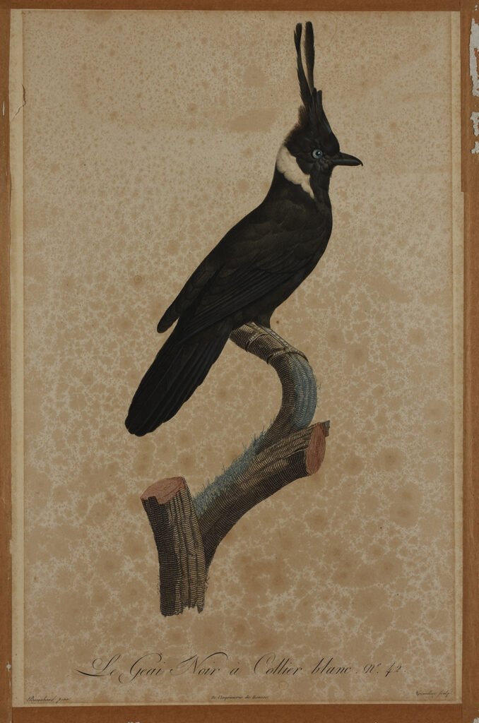 the image shows an example of À la Poupée print titled White collared Black Jay by Jacques Barraband before the cleaning process