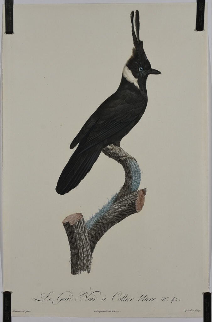 the image shows an example of À la Poupée print titled White collared Black Jay by Jacques Barraband after the cleaning process
